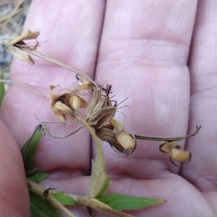Geranium californicum