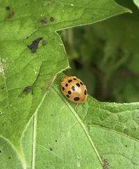 Epilachna tredecimnotata