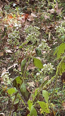 Chromolaena odorata