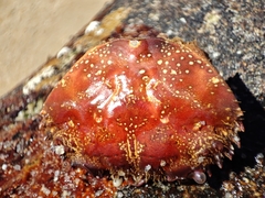 Eriphia verrucosa