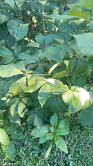 Aesculus parviflora