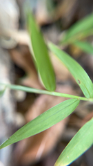 Oplismenus hirtellus