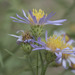 Western Mountain Aster - Photo (c) Todd Ramsden, some rights reserved (CC BY-NC), uploaded by Todd Ramsden