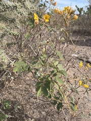 Senna covesii