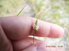 Polygala setacea