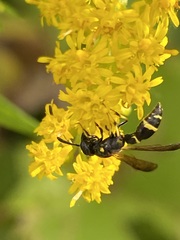 Symmorphus