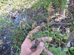 Centaurea nigrescens