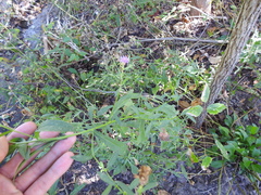Centaurea nigrescens