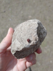 Chilocorus bipustulatus