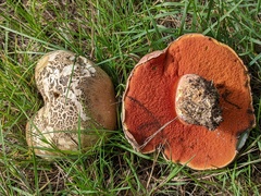 Rubroboletus legaliae