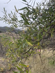 Salix laevigata