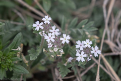 Glandularia pumila
