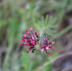 Anthyllis vulneraria rubriflora