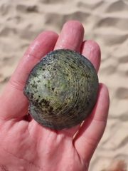 Dosinia exoleta