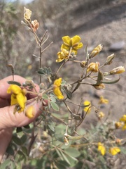 Senna covesii