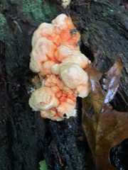 Laetiporus cincinnatus