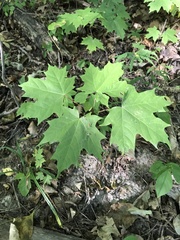 Acer