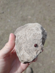 Chilocorus bipustulatus