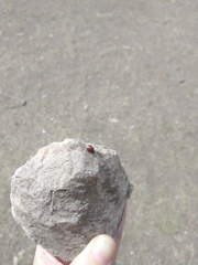 Chilocorus bipustulatus