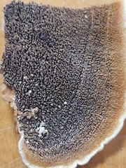 Metuloidea reniformis