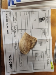 Metuloidea reniformis