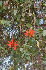 Mutisia lanata