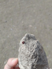 Chilocorus bipustulatus