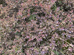 Vaccinium uliginosum