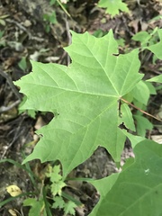Acer