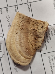 Metuloidea reniformis