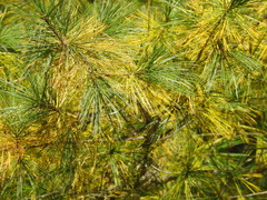 Bursaphelenchus xylophilus