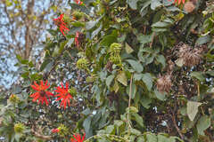 Mutisia lanata