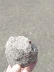 Chilocorus bipustulatus