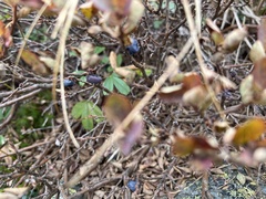 Vaccinium uliginosum