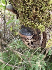 Phellinus igniarius