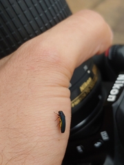 Agrilus