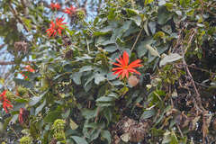 Mutisia lanata