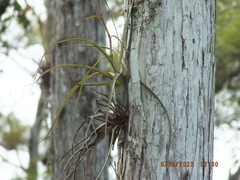 Tillandsia balbisiana