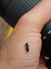 Agrilus
