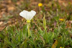 Oenothera acaulis