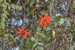 Mutisia lanata