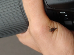Agrilus