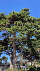 Cupressus macrocarpa