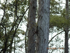 Tillandsia balbisiana
