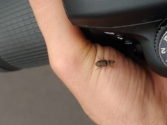 Agrilus
