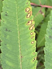 Stigmella intermedia