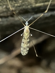 Tipulomorpha