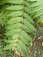 Stigmella intermedia