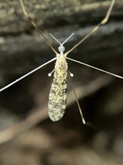 Tipulomorpha