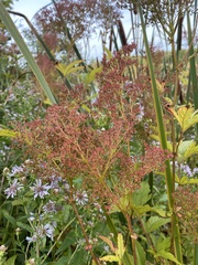 Filipendula rubra